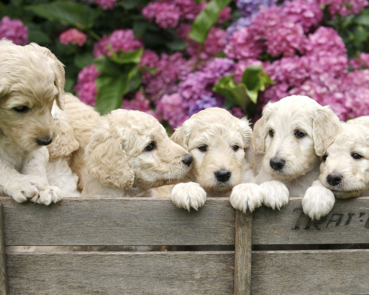 Красивые щенки