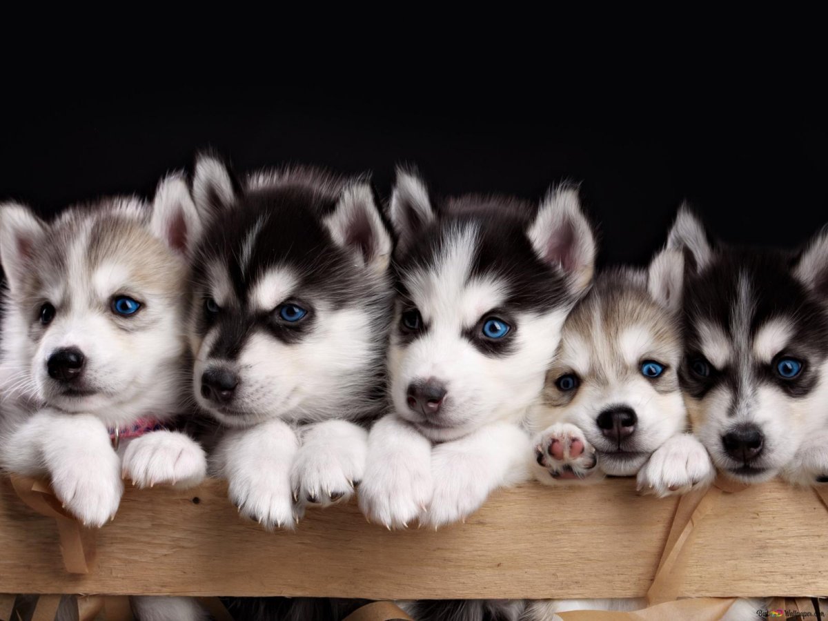 Щеночки хаски