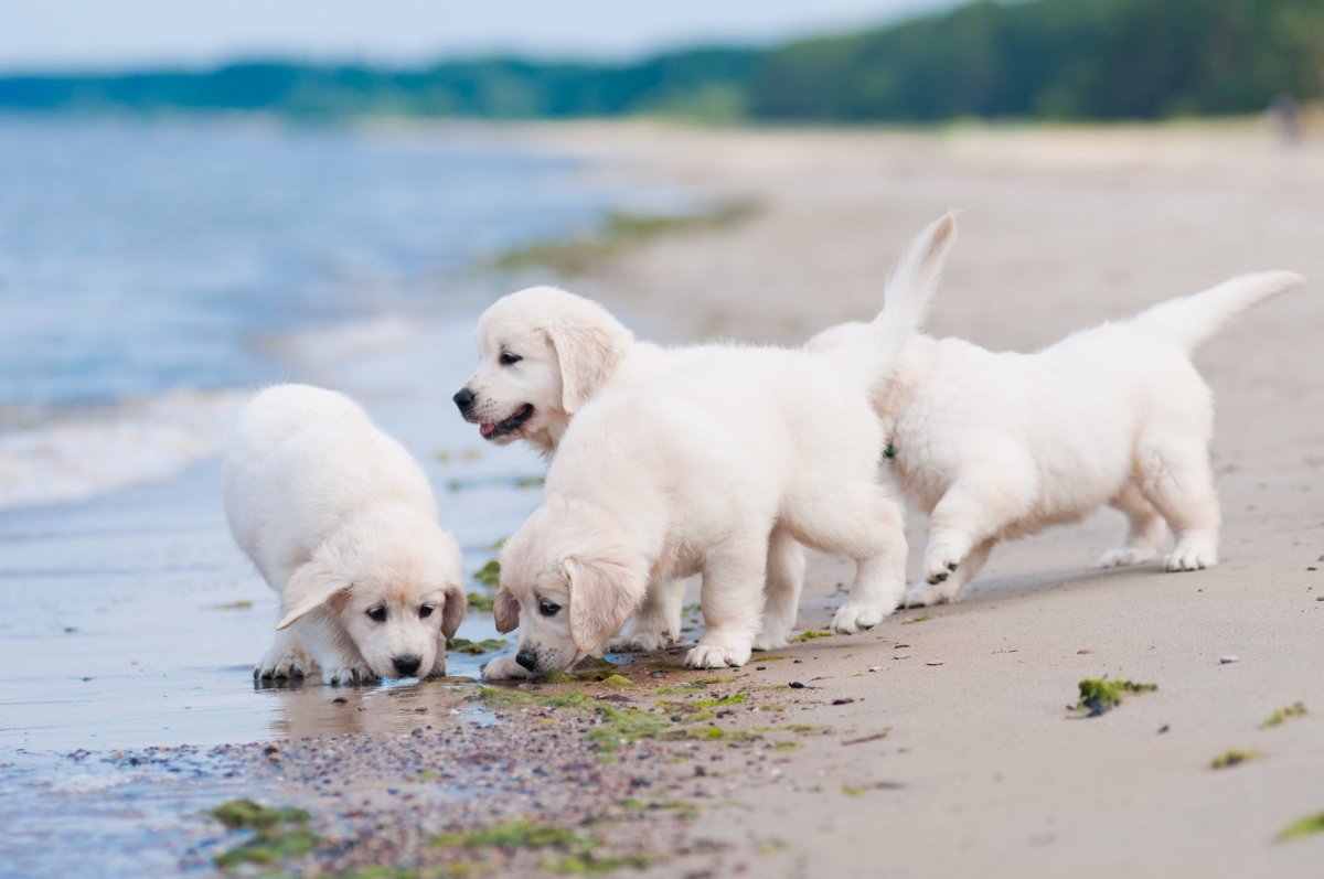 Лабрадор ретривер белый щенок