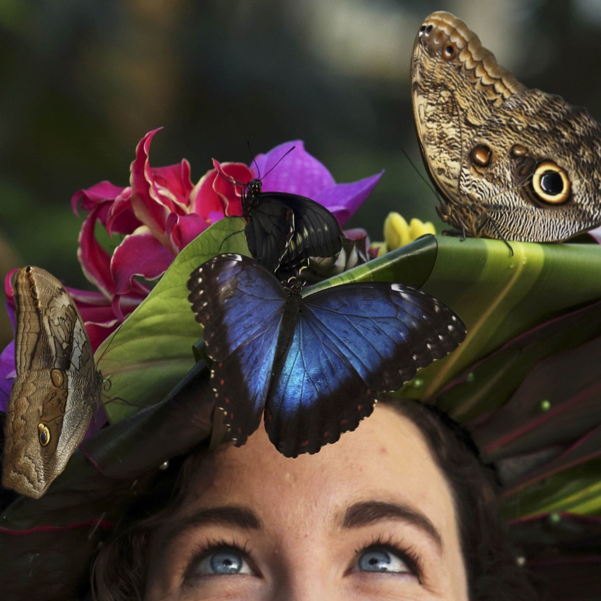 Бабочки Эстетика