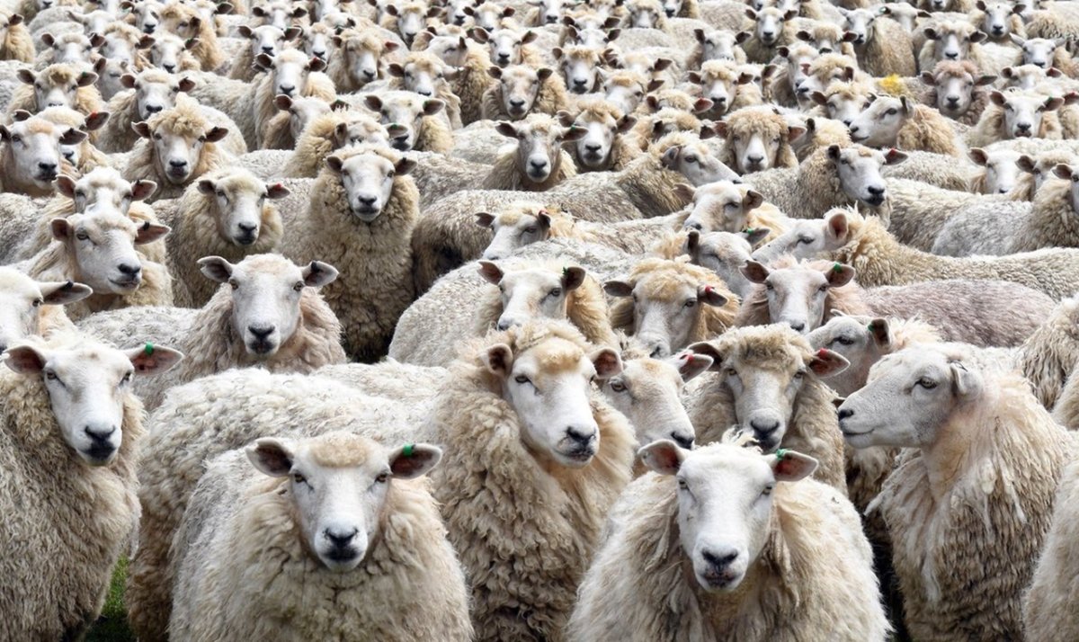 Бараны стадо