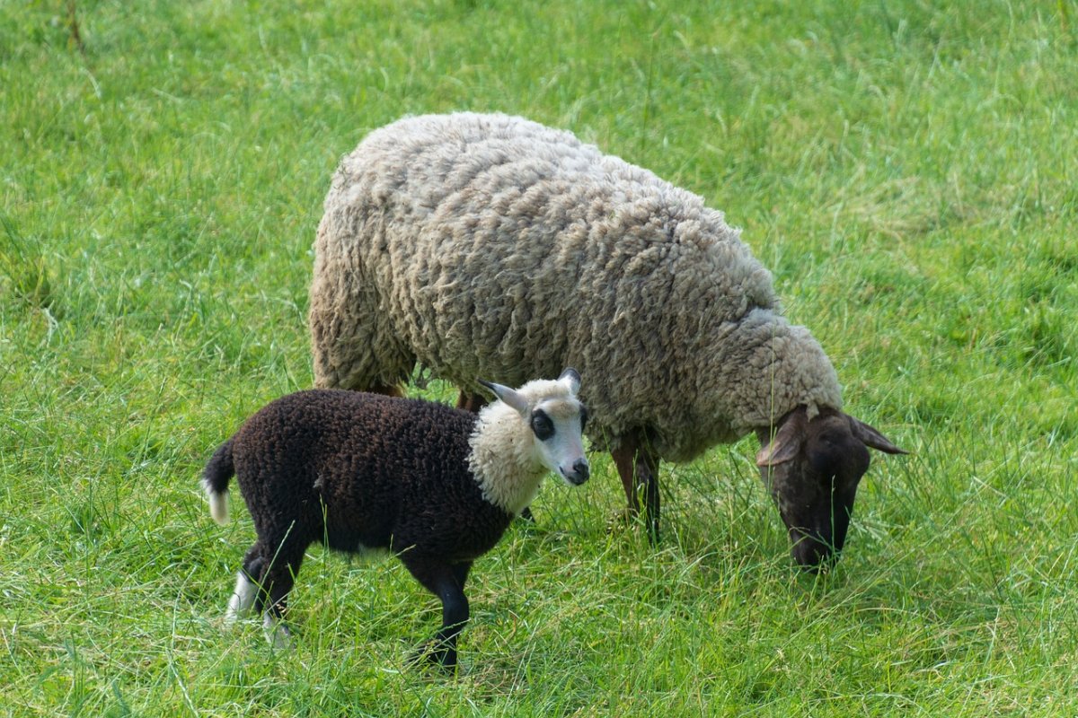 Сенуроэы овцы