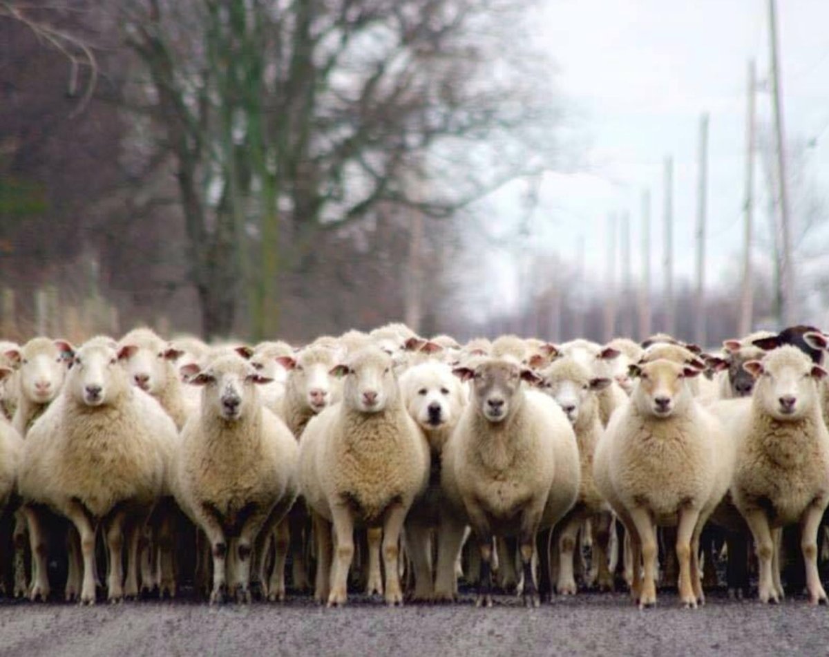 Бараны стадо