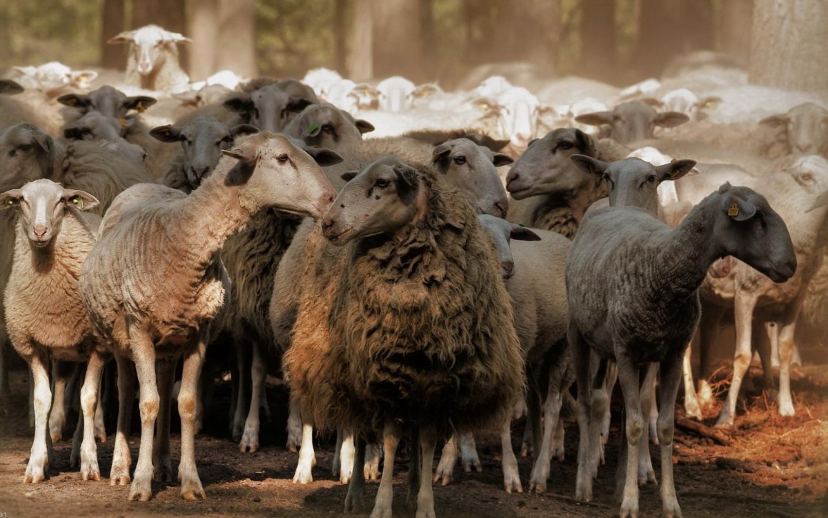 Стая Баранов