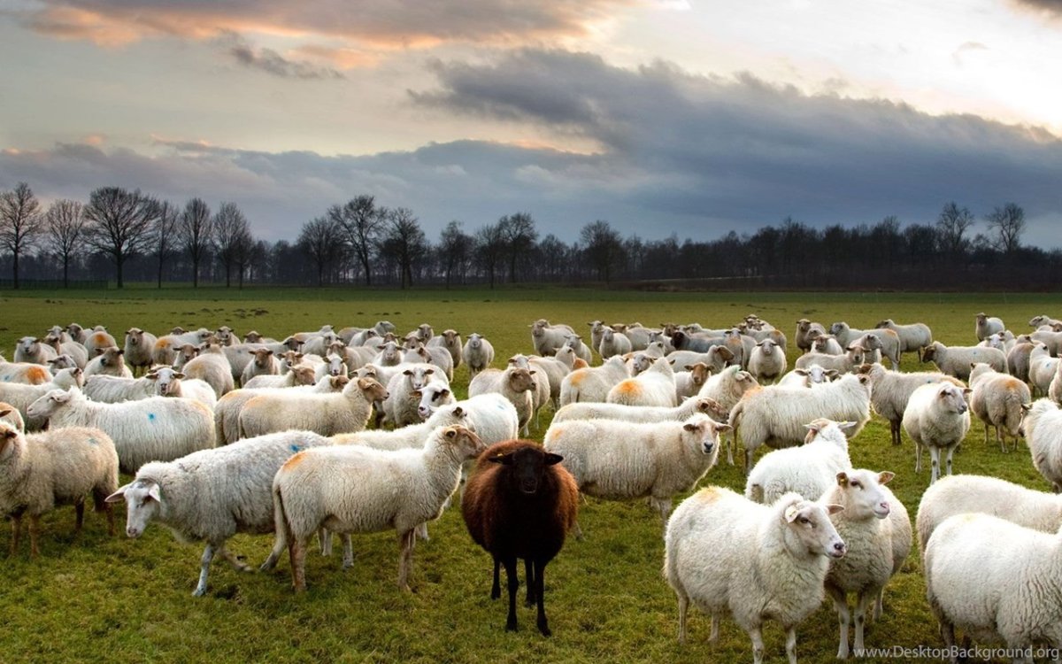 Бараны много