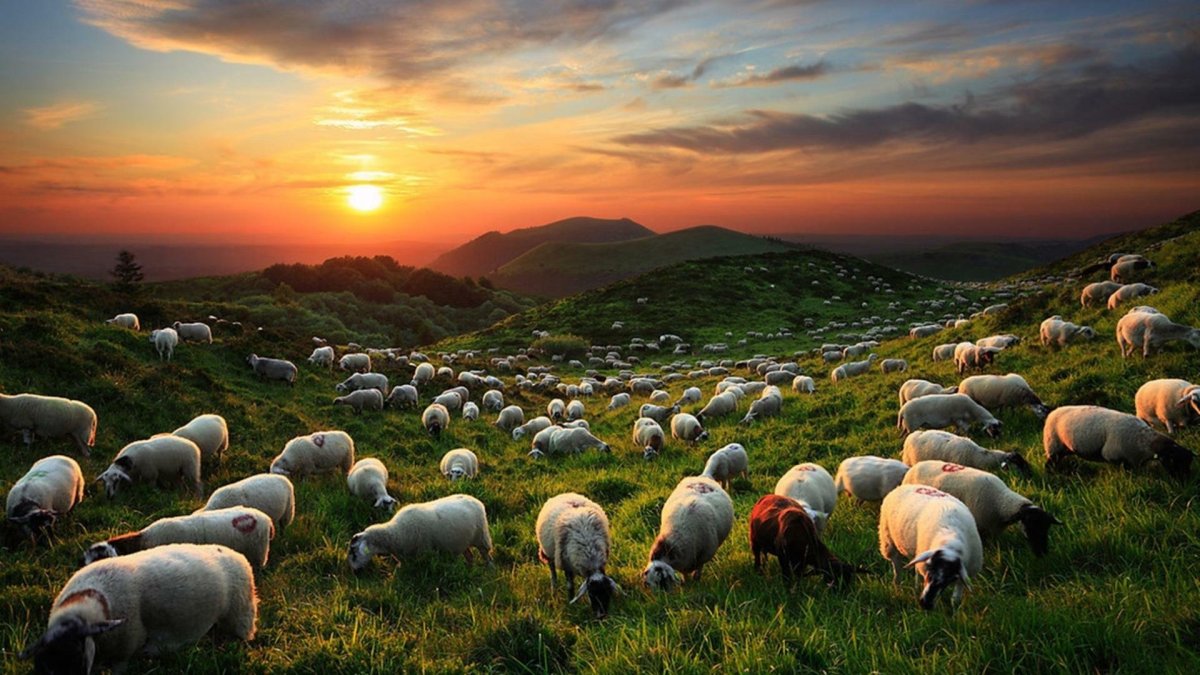 Поле с овцами