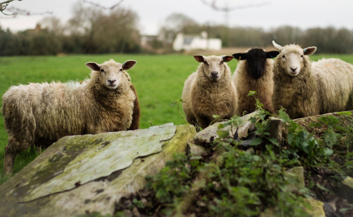 Овцеводствоводство Калифорнии