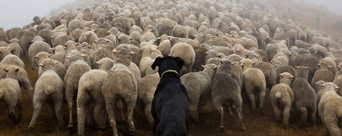 Отара овец