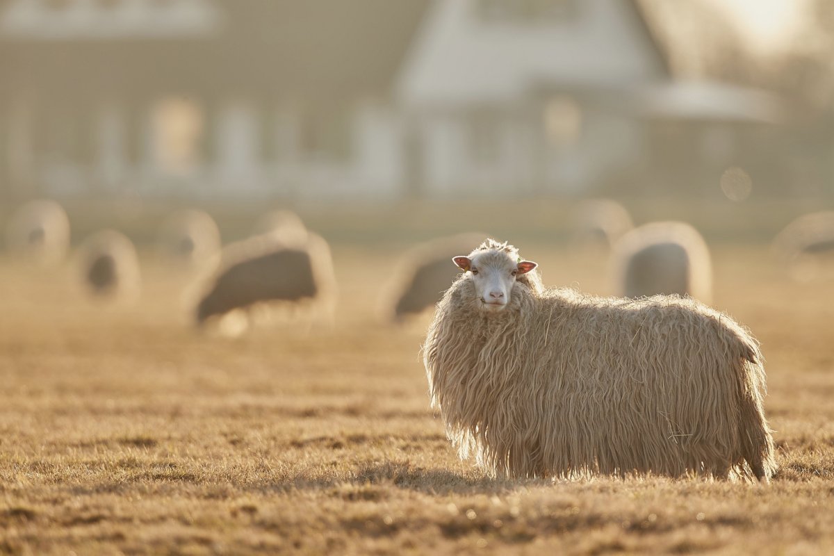 Поле с баранами