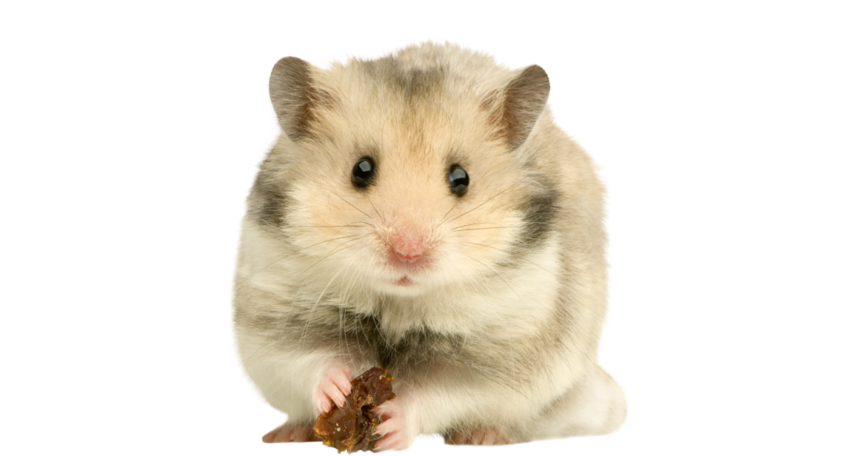 Зубы у джунгарских хомяков