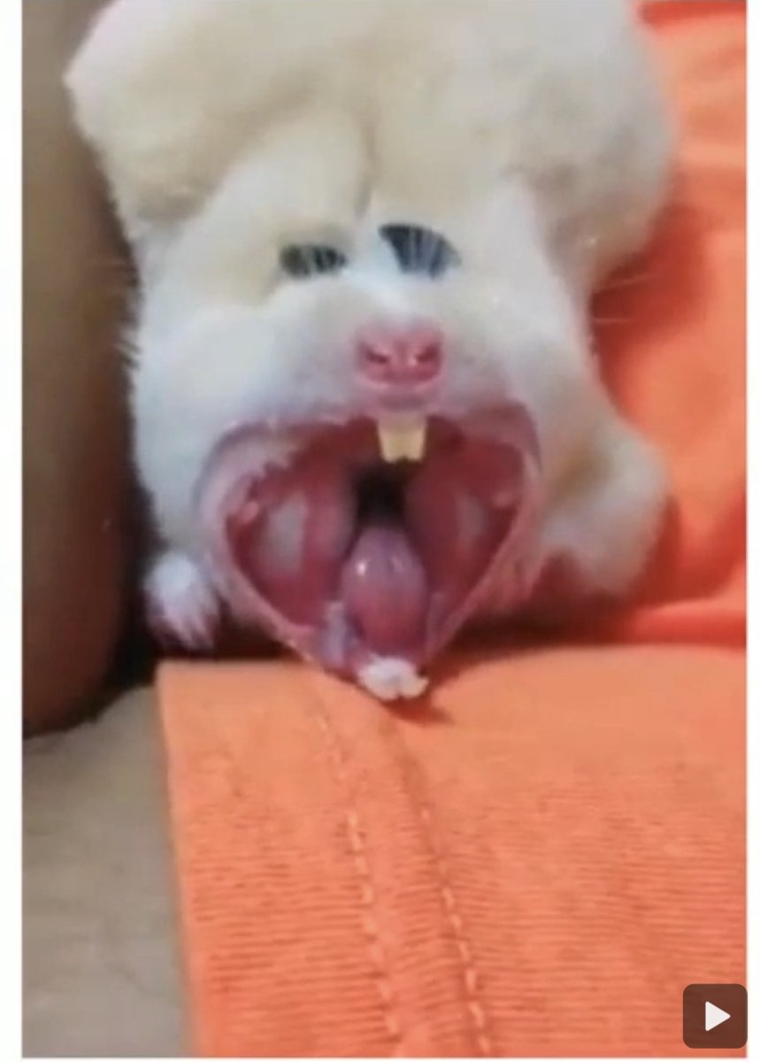 Хомячки спариваются