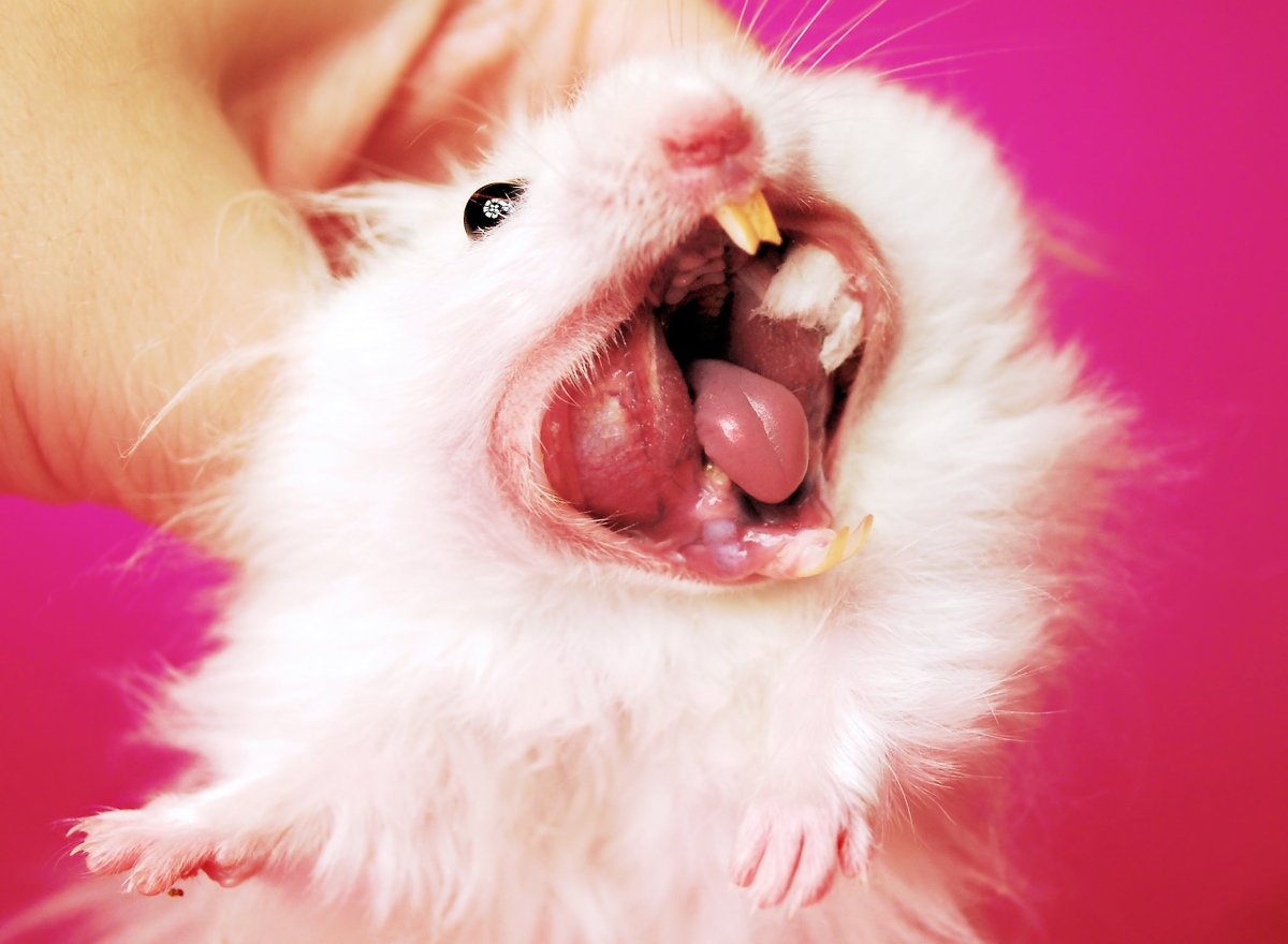 Сирийский хомяк Тедди