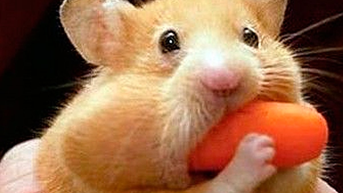 Хомяк набил щеки