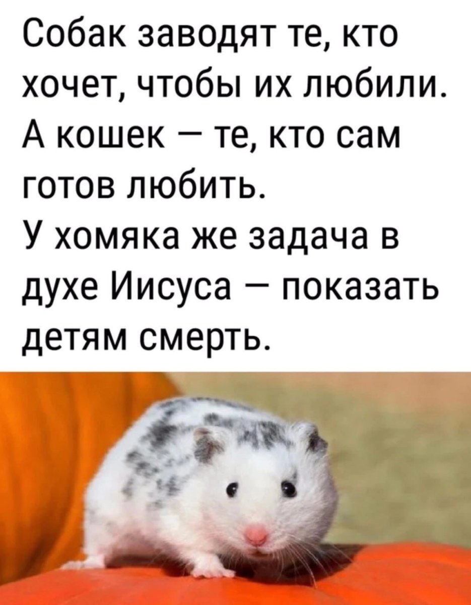 Хомяк на аву
