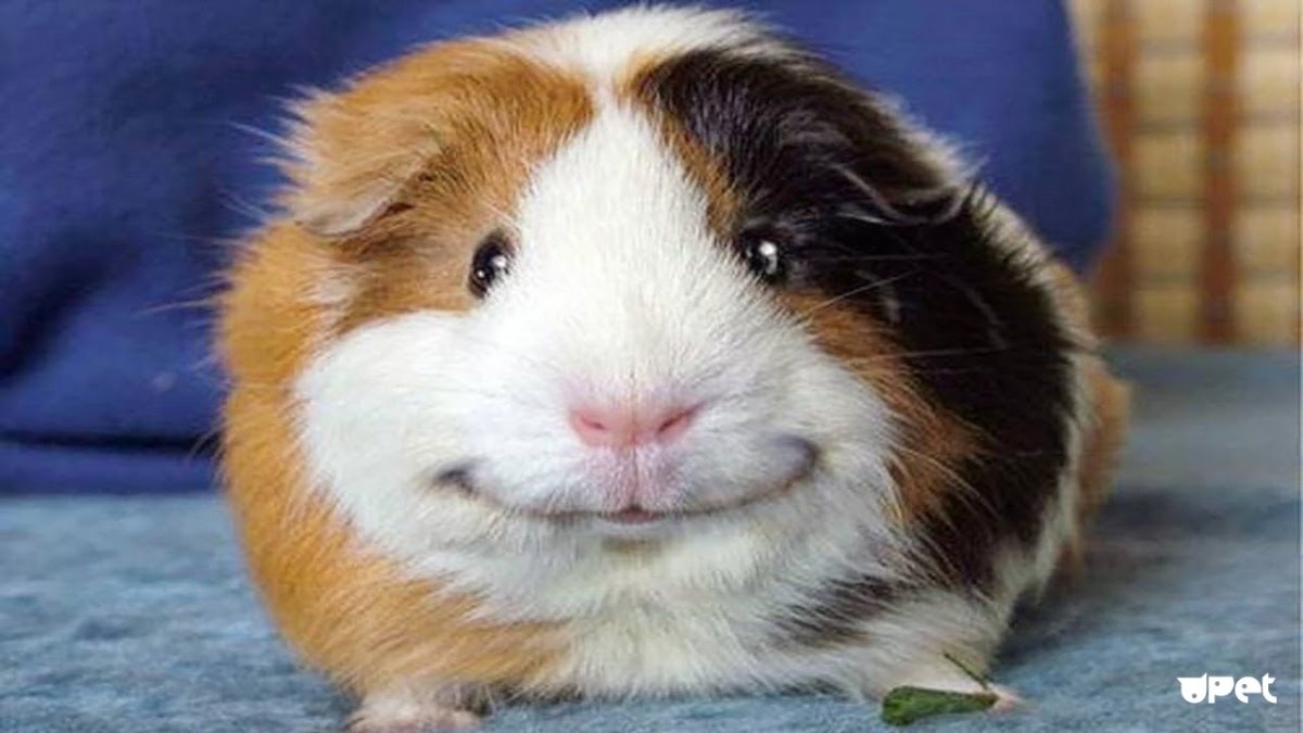 Хомяк с набитыми щеками