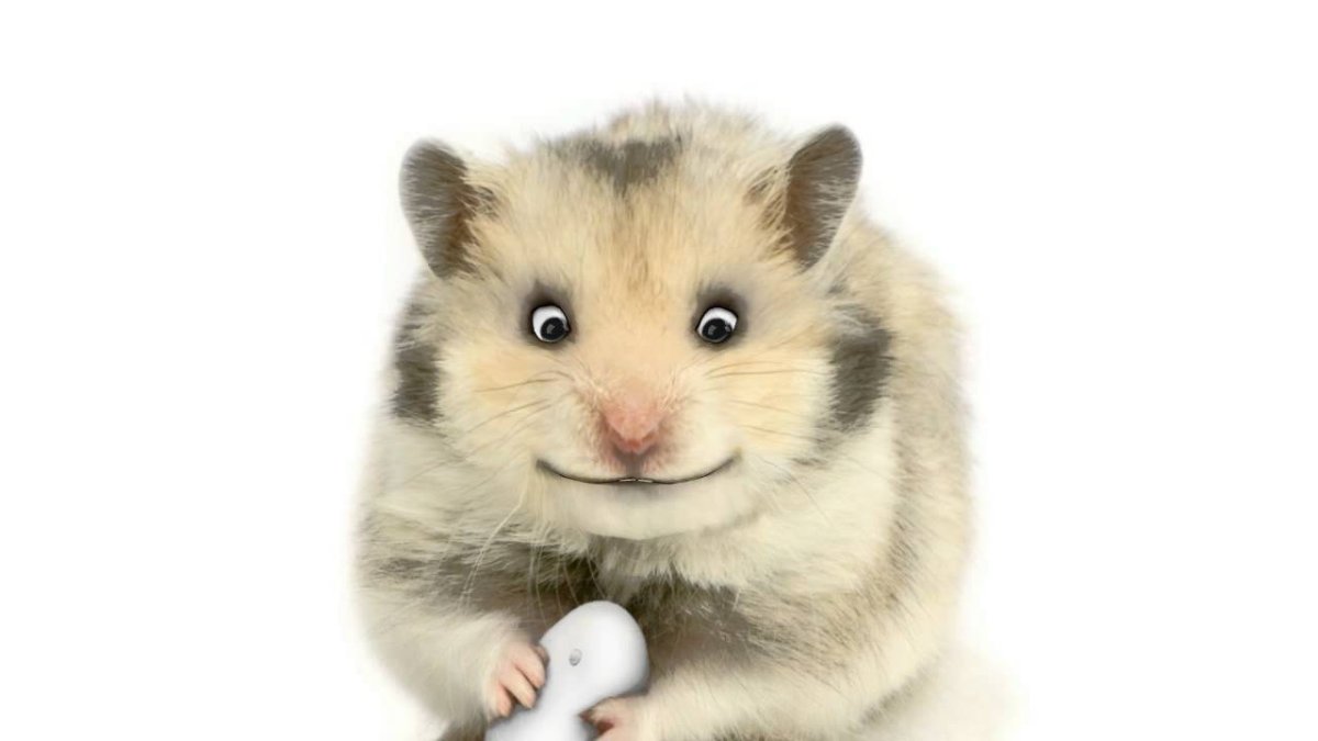 Сирийский хомяк самка