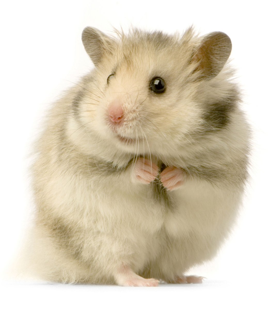 Мимимишные хомячки