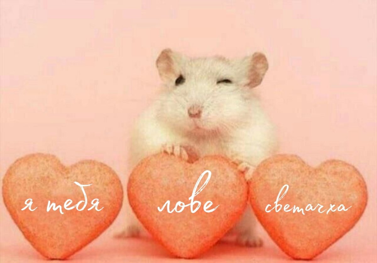 Мемы с хомяками