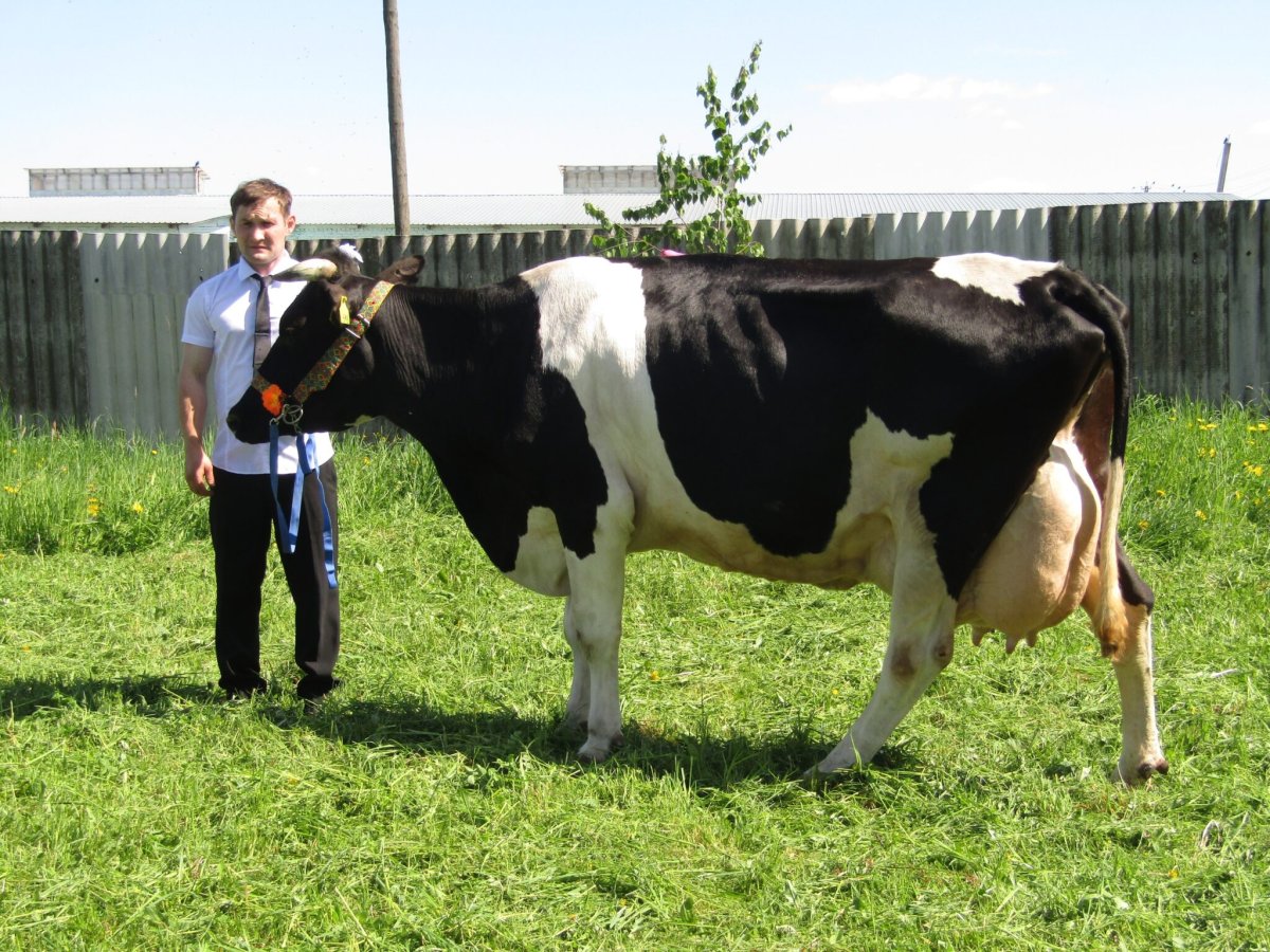 Холмогоры порода коров