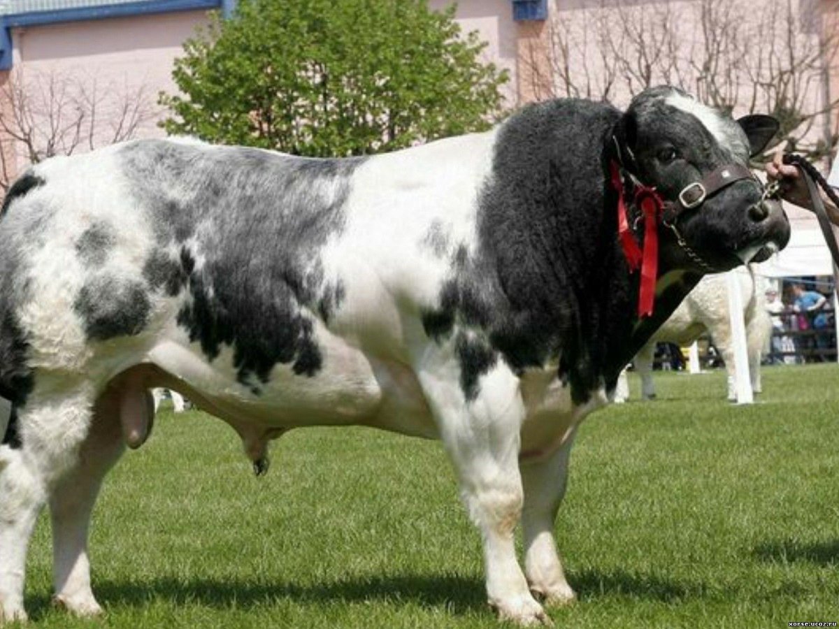 Бельгийская порода КРС