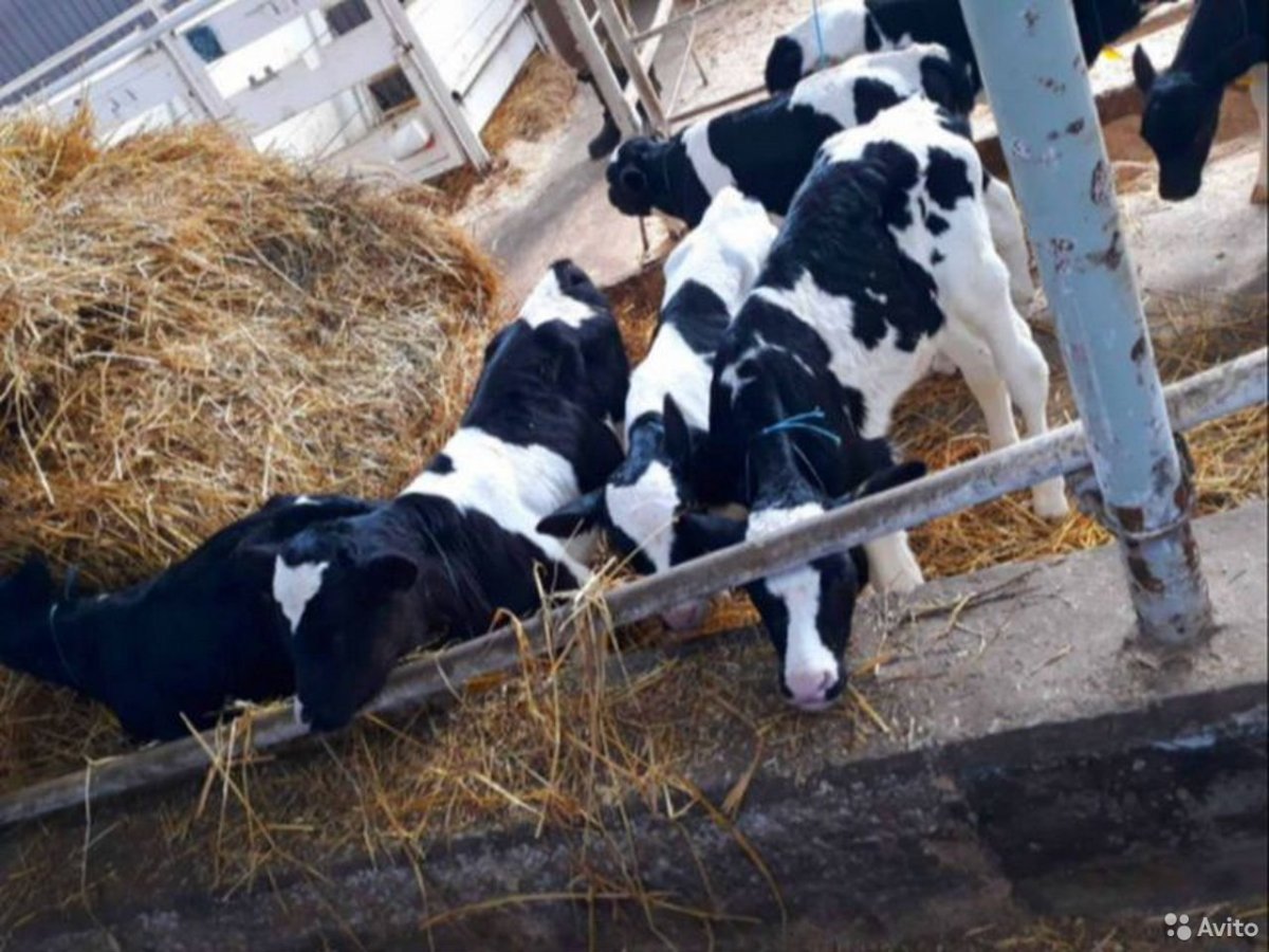 Холмогоры телята бычки