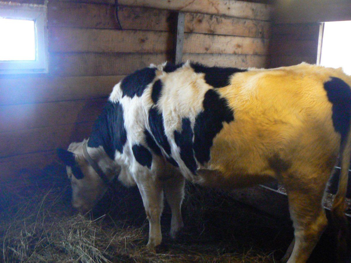 Порода Быков Холмогорская порода