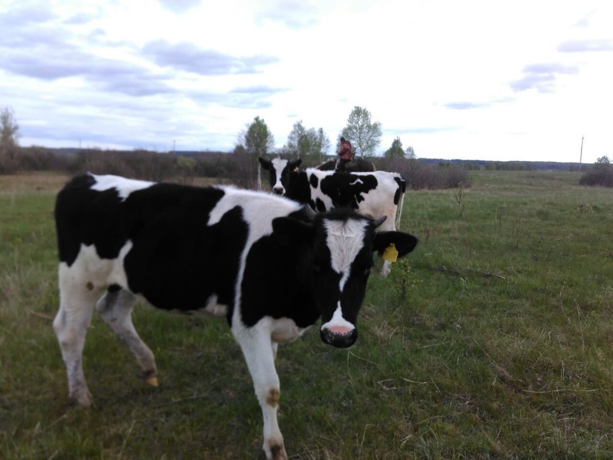 Порода КРС Холмогоры бычки