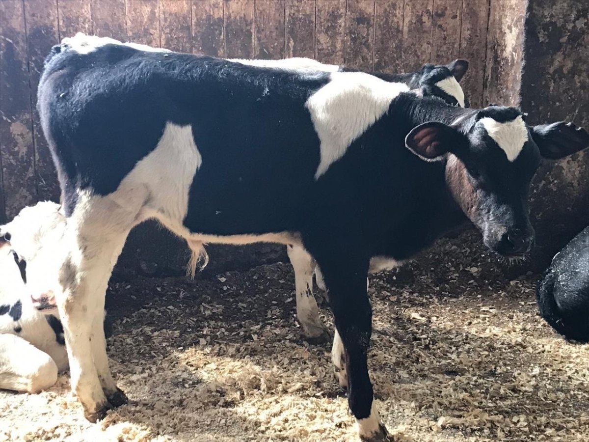 Холмогоры телята бычки