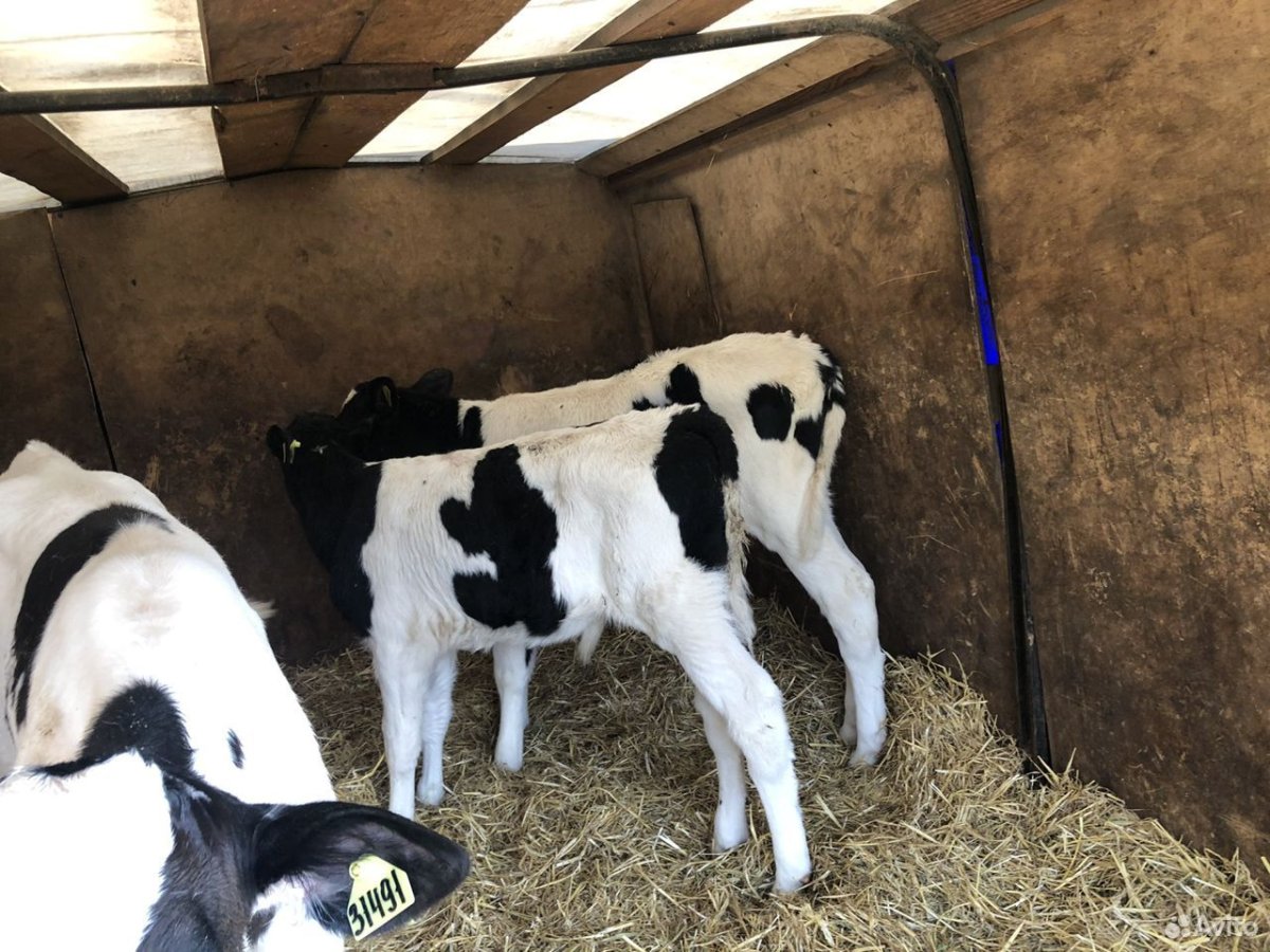 Холмогоры бычки 1 месяц