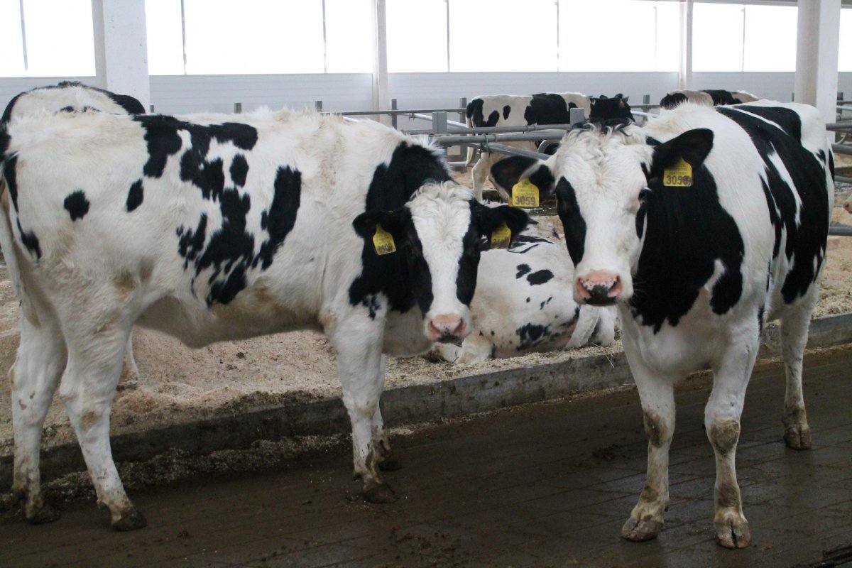 Порода КРС Холмогоры