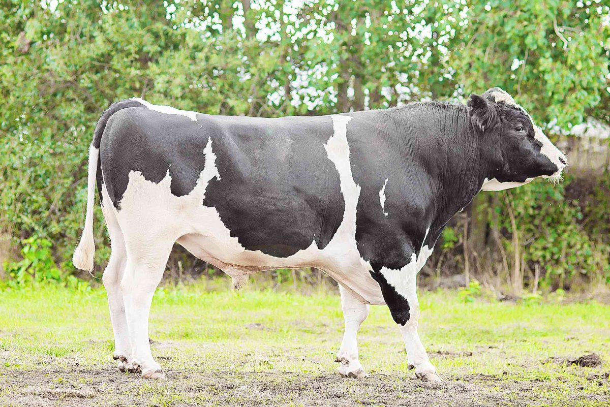 Порода Быков Холмогорская порода