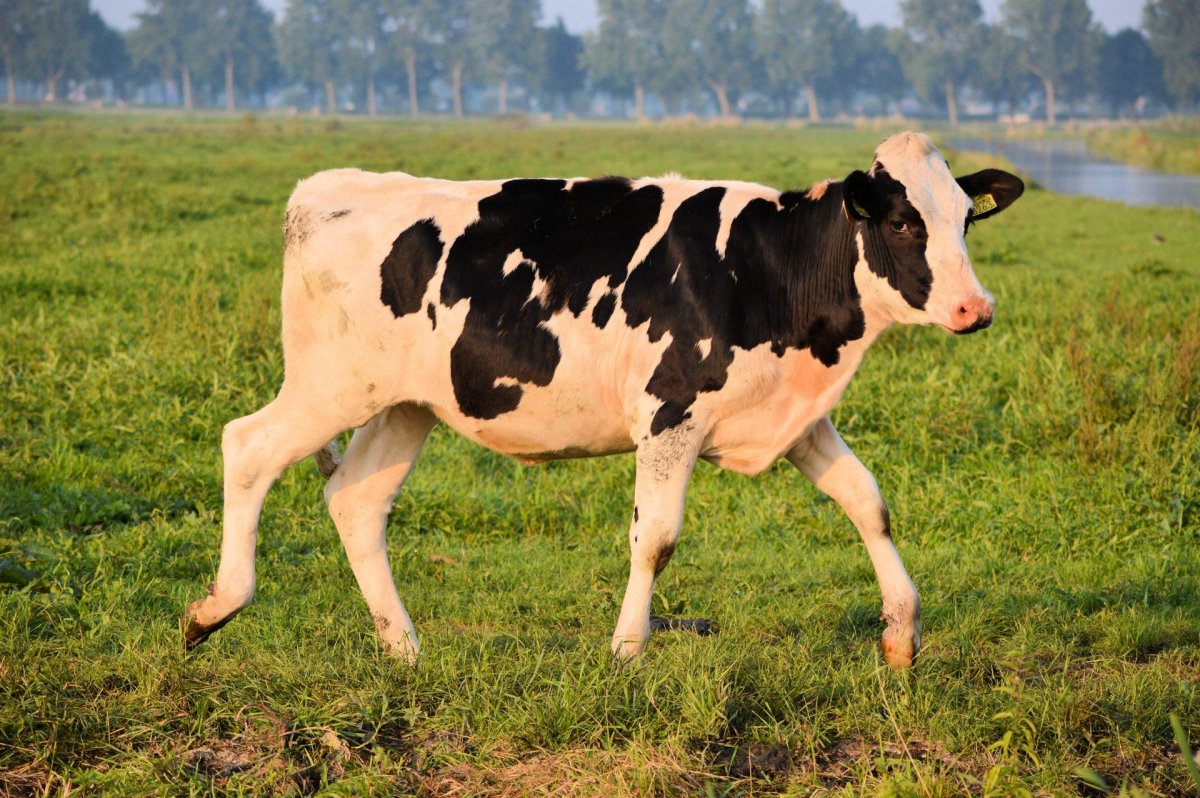 Холмогорская порода коров