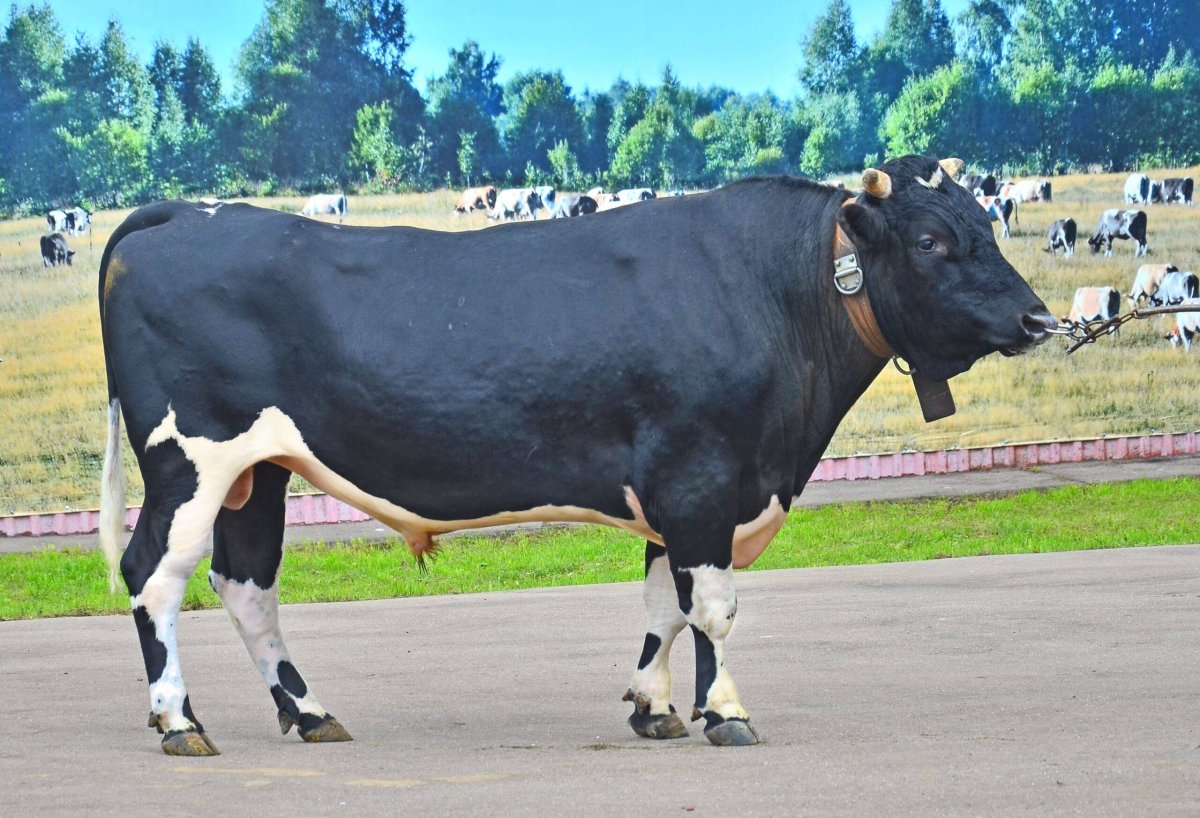 Холмогорская порода КРС