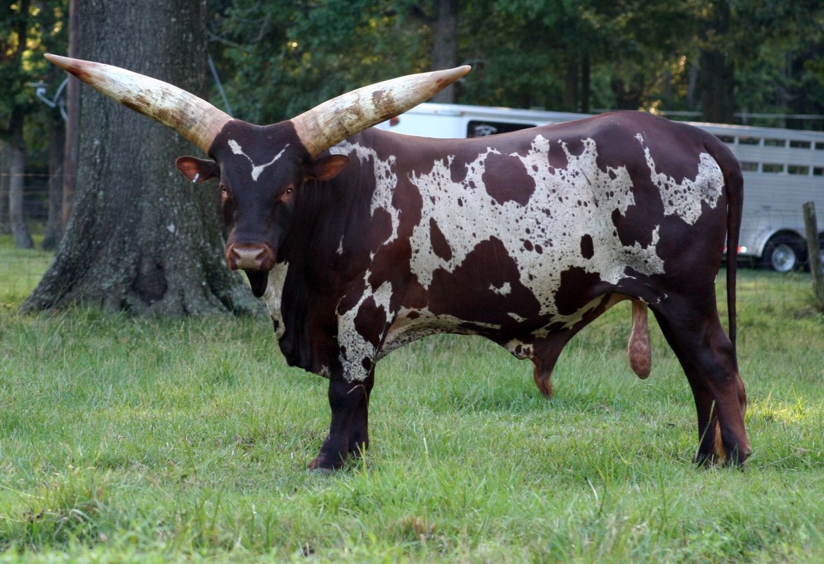 Гаял корова