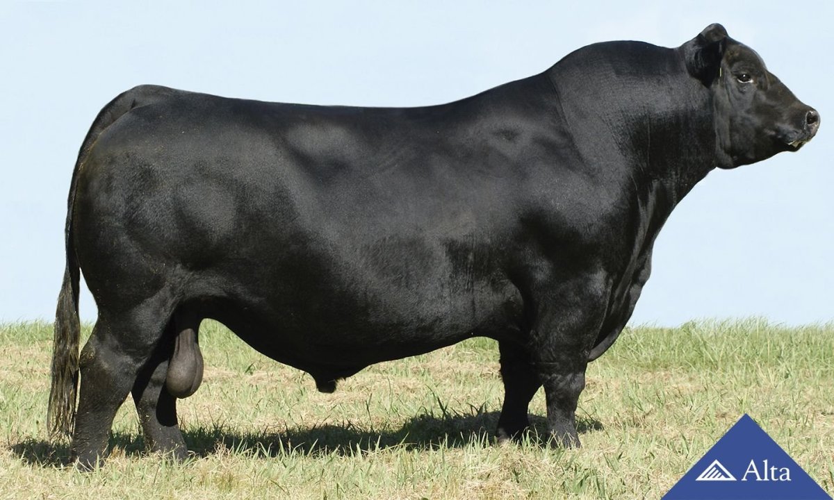 Абердин-ангусская порода Быков