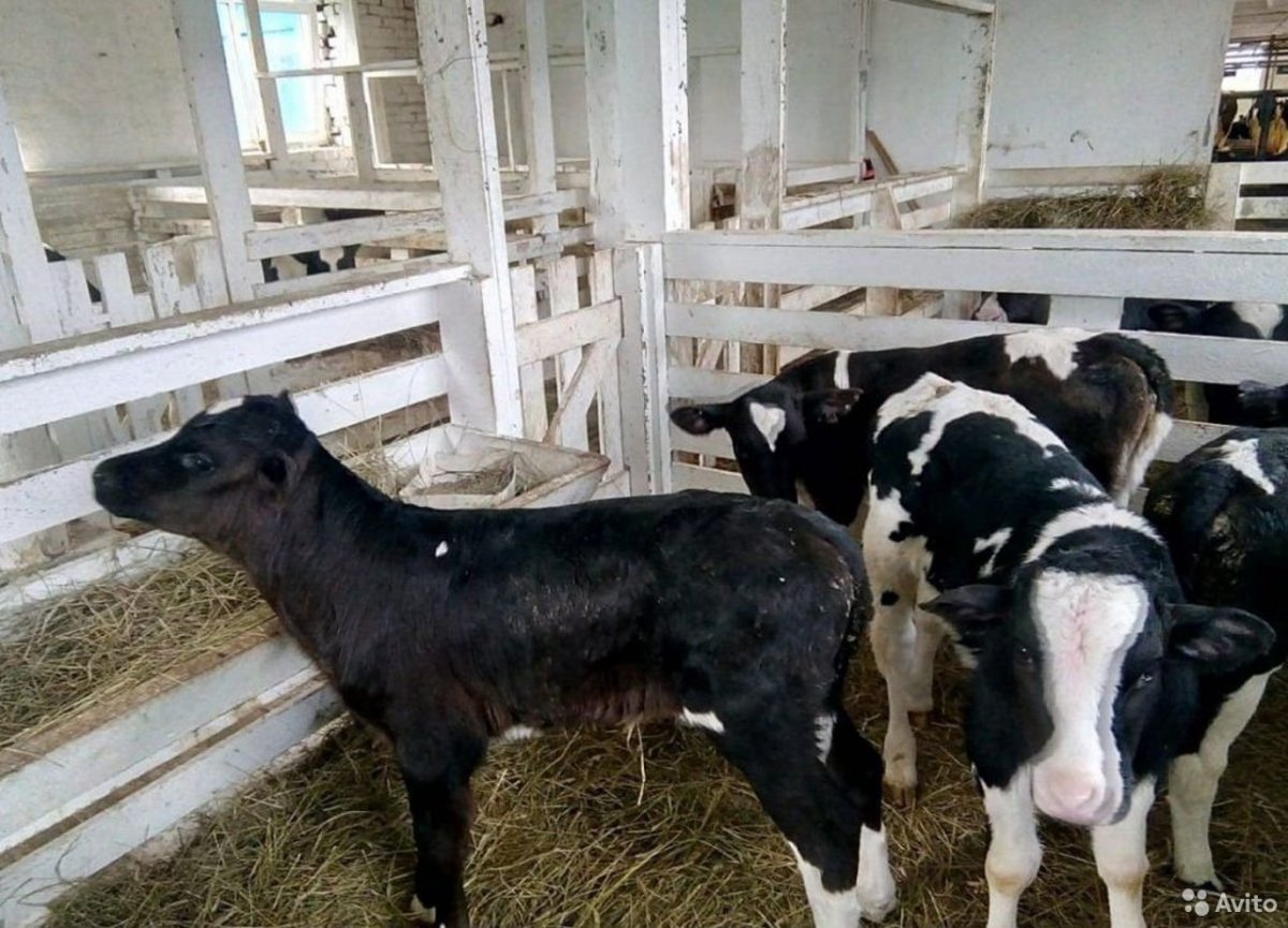 Холмогоры телята бычки