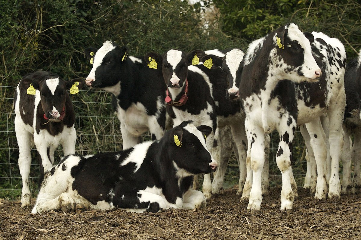 Холмогоры телята бычки