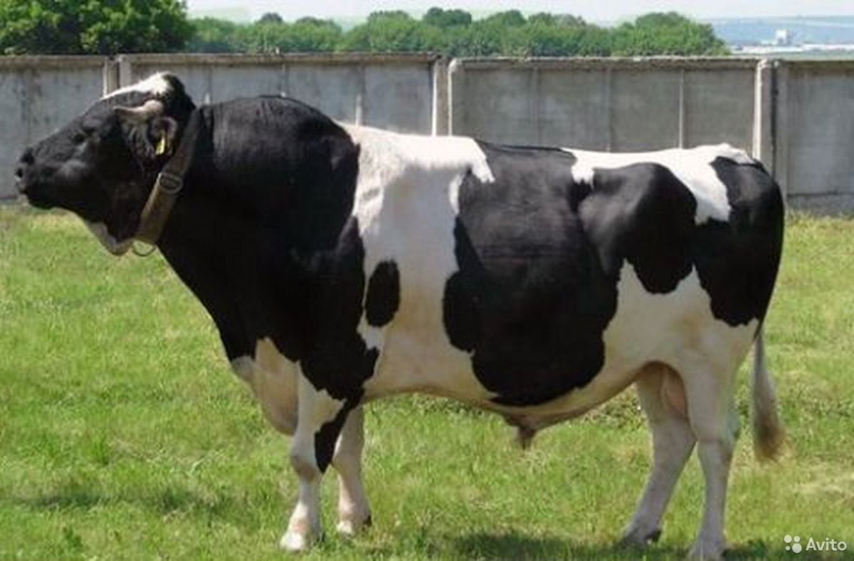 Порода Холмогоры быки