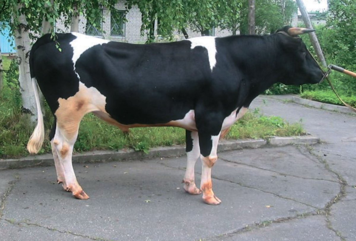 Холмогорская порода Быков