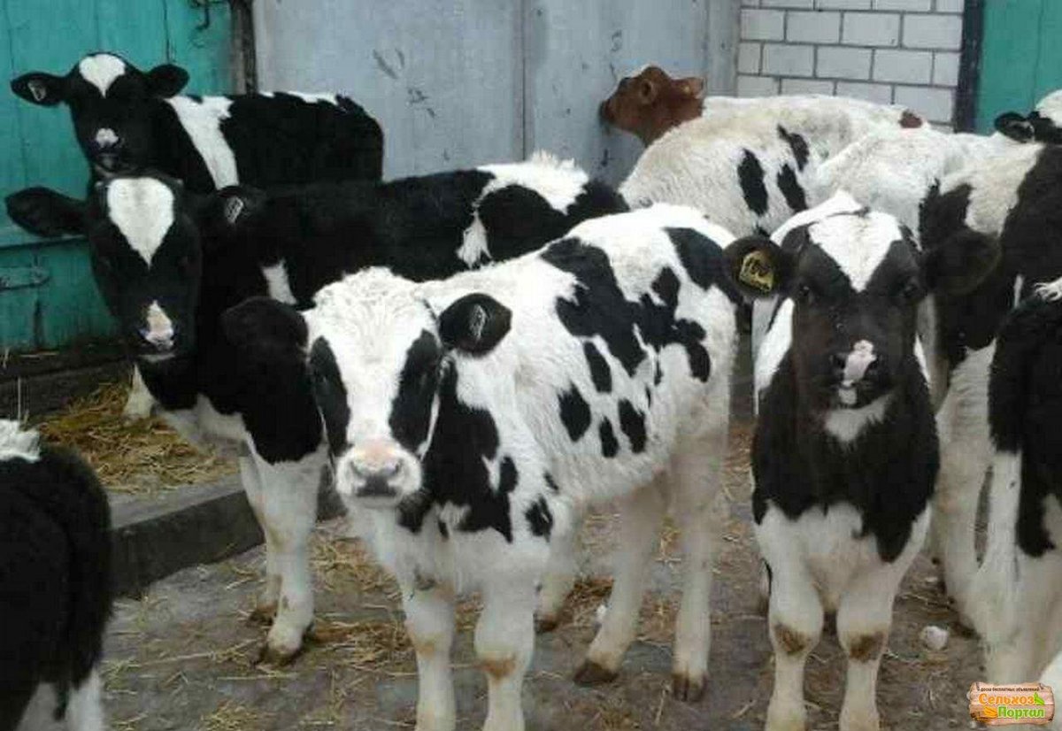 Истобенская порода коров