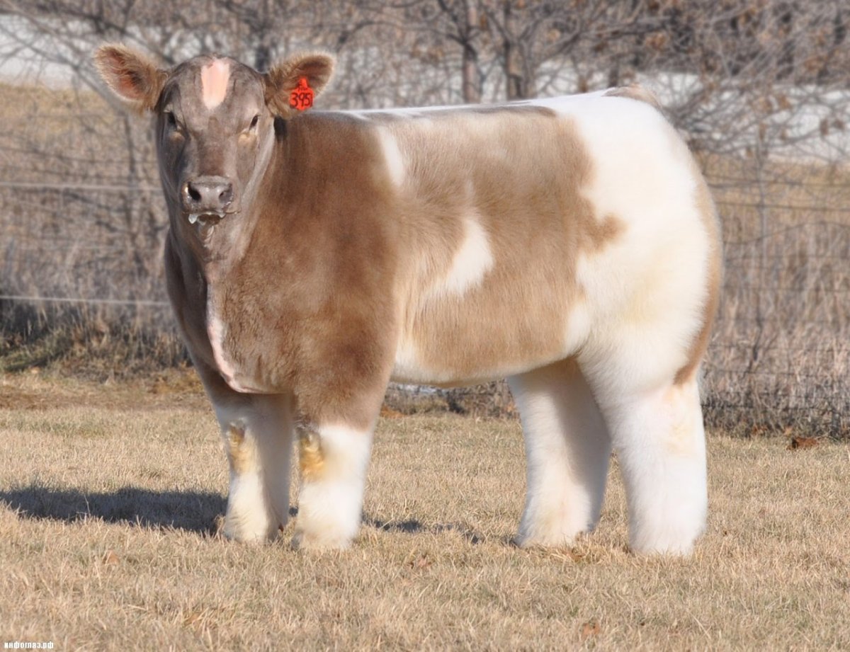 Айова порода коров