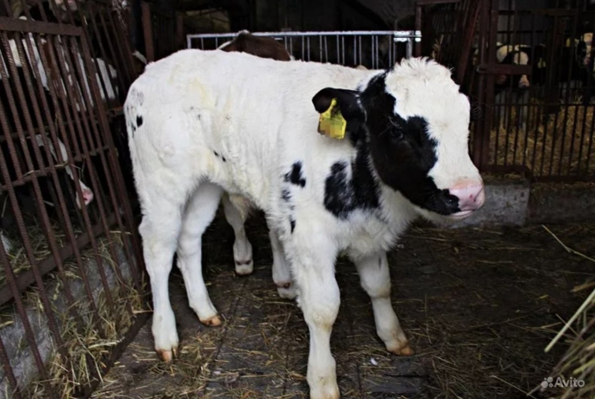 Помесь Абердин с Холмогором