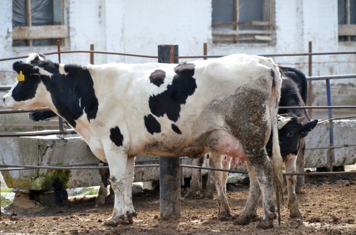 Чёрно-пёстрая (порода коров) бык