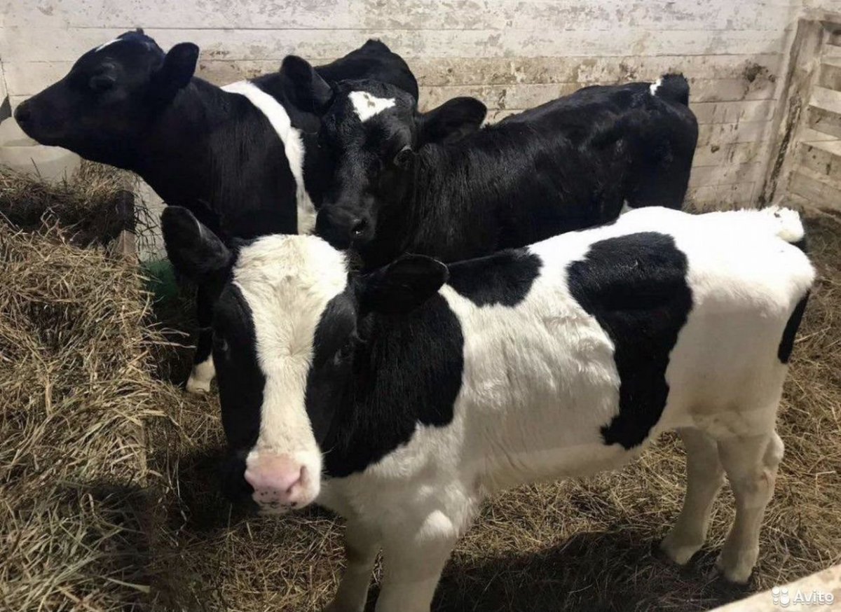 Холмогоры телята бычки