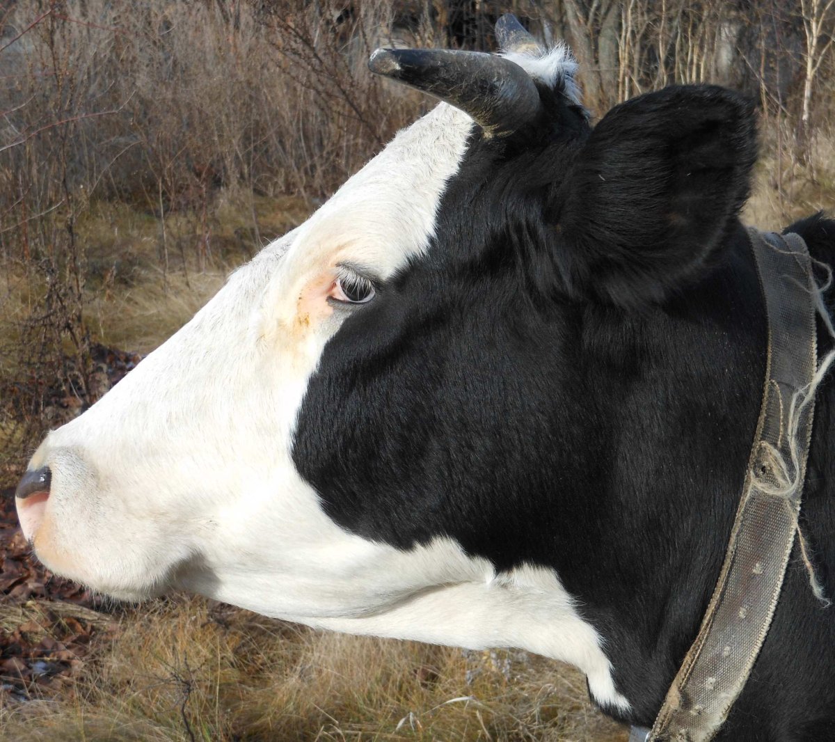 Порода коров с белой мордой