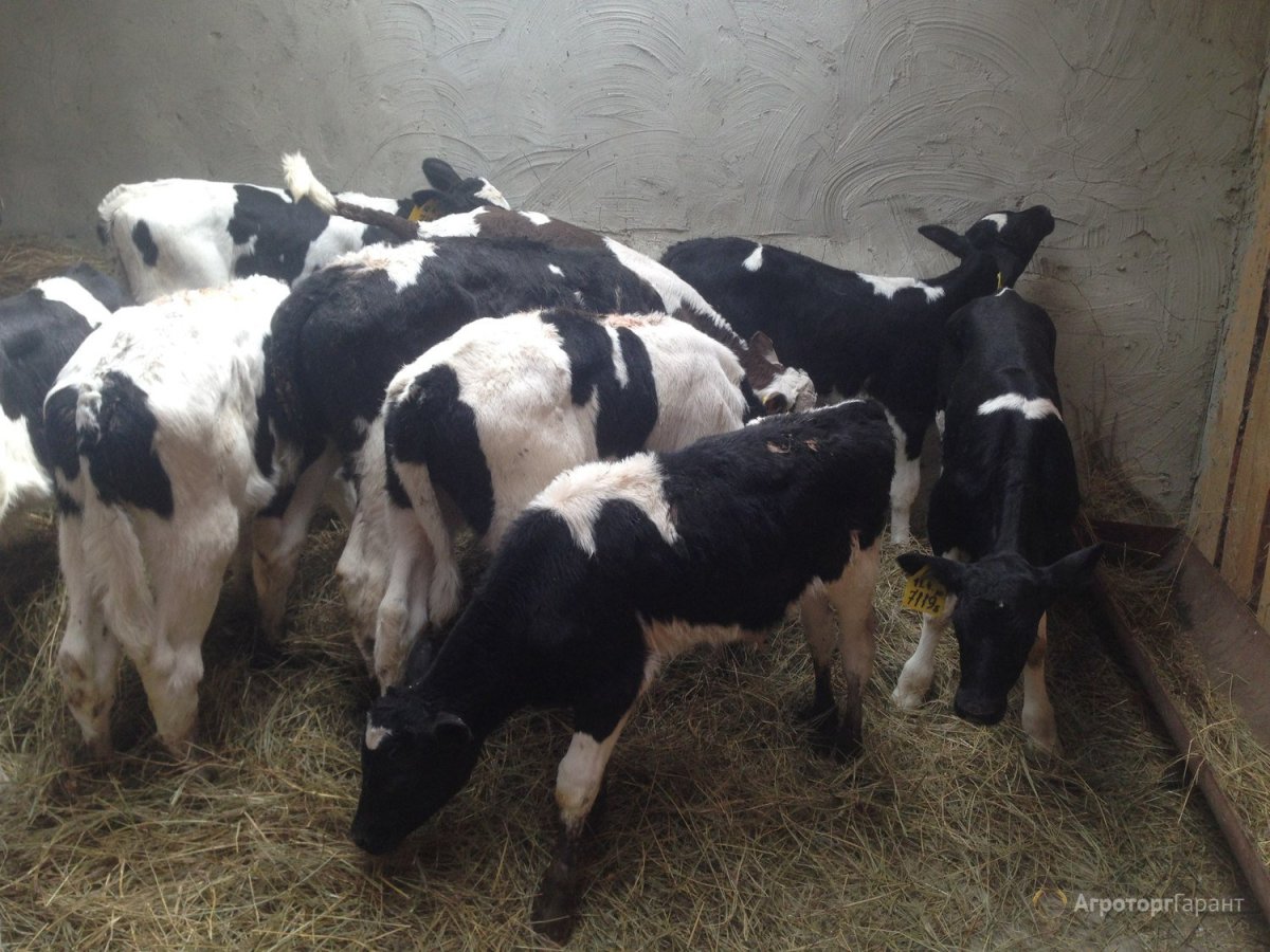 Холмогоры бычки