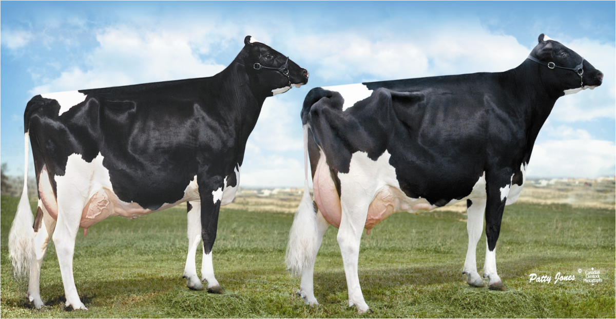 Аулиеатинская порода КРС