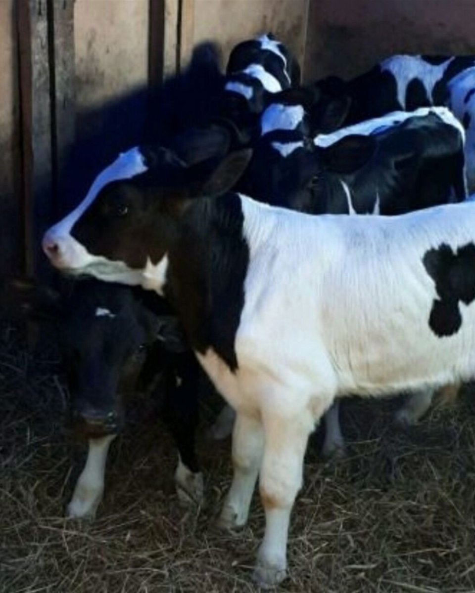 Холмогорские бычки