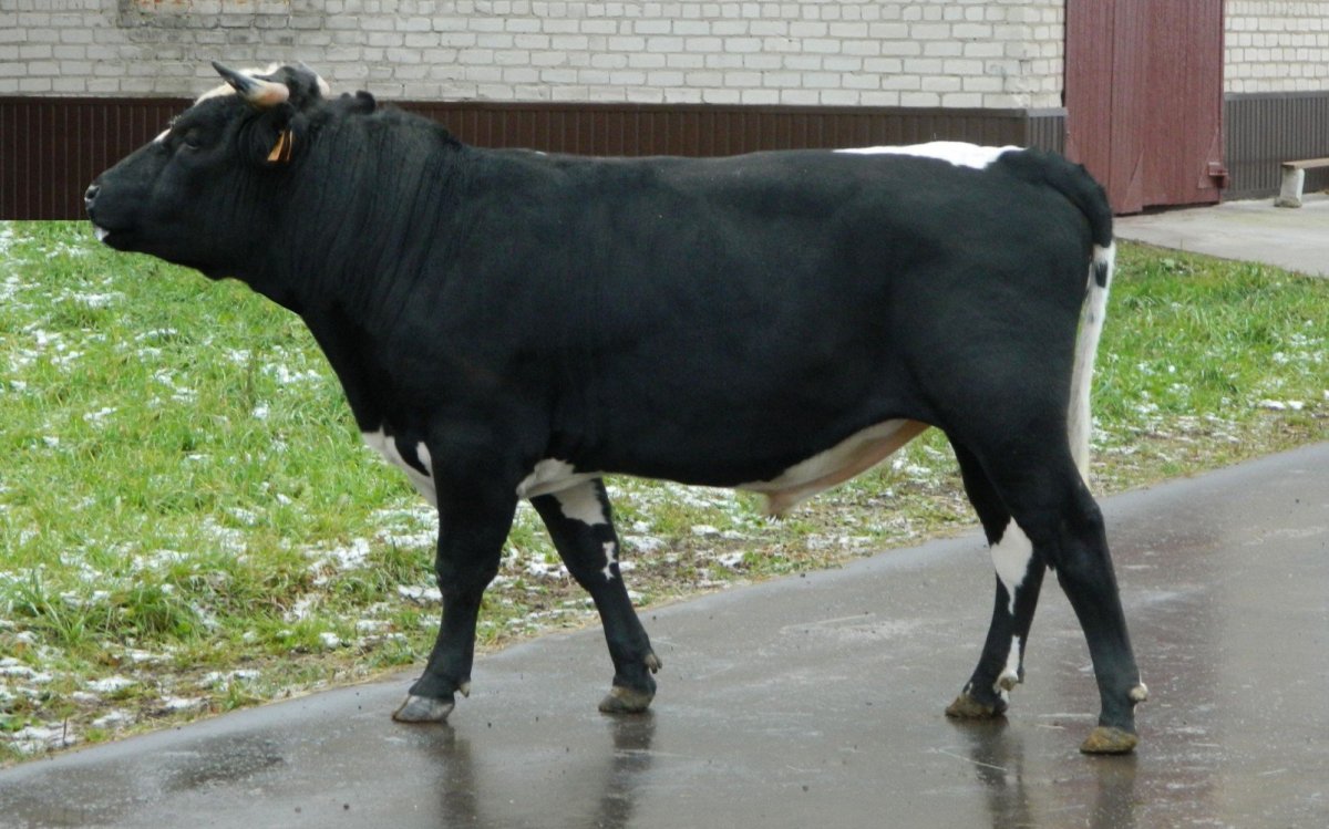 Холмогорская порода Быков