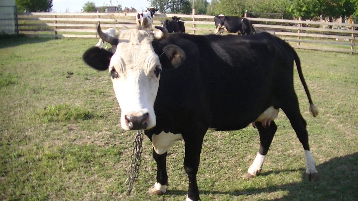 Ярославская порода крупного рогатого скота